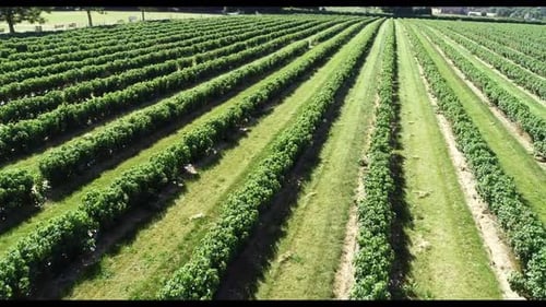 Blackcurrant fruit commercial crop in the UK