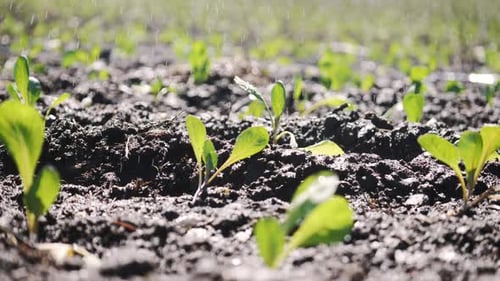 Camera Movement Along a Garden Bed of Young Seedlings