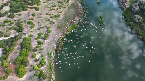 Top-down aerial view of flamingos flying over a lake