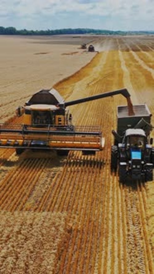 Récolte du champ de céréales, saison des récoltes. Moissonneuse-batteuse en action sur le terrain.