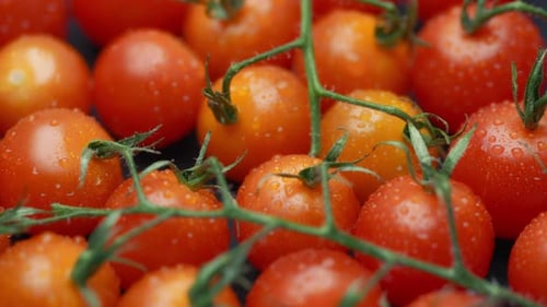 Close up of red cherry tomatoes covered in water drops. Slow motion, dolly shot