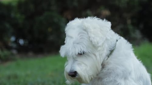 White Dog Sitting Alertly in Grassy Area