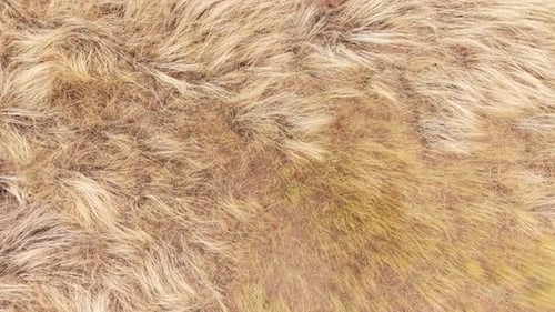 Drone footage of dry golden grass landscape