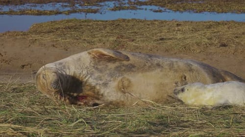 Atlantic Grey seal breeding season, newborn pups with white fur, mothers nurturing and bonding in th