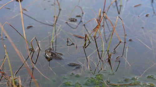 Single Toad Rests Near Shore of Calm Pond With Gentle Water Motion