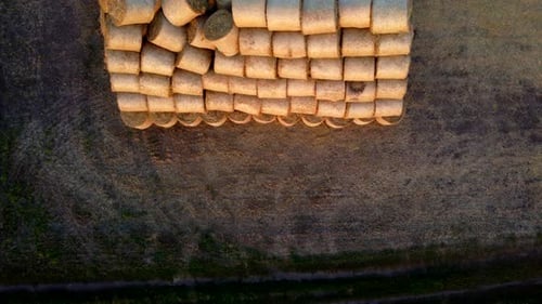 Many Bales Compressed Dry Wheat Straw Twisted Round Rolls on Field Sunset Dawn