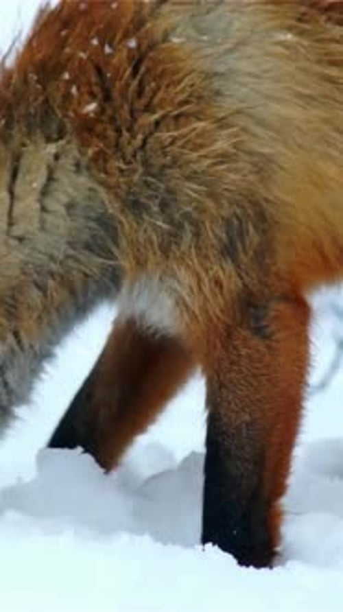 Vertical View Of Fox, Wildlife in Deep Forest