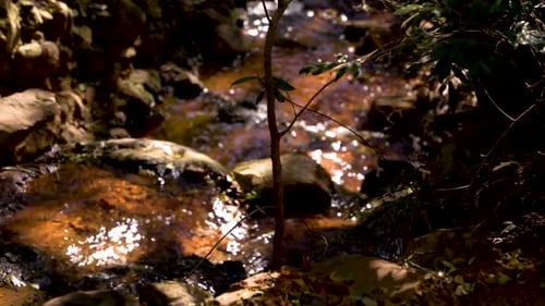 A serene stream of water flows into the distance as we watch the plants and rocks all dance around t