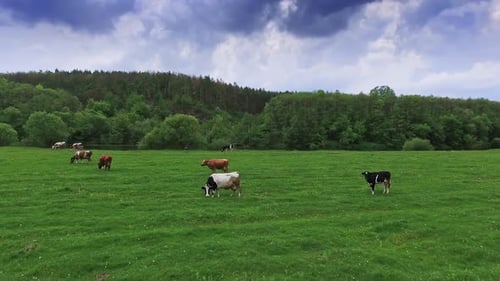 Different cows grazing on the green meadow. Cattle eating grass at backdrop of pine tree forest.
