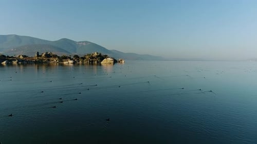 Birds in the Lake