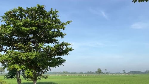 Lush Green Rice Fields on a Sunny Day