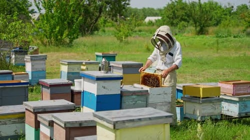 Male beekeeper shakes the bees off the honey frames.