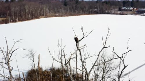 A Drone Obits Around a Bald Eagle's Regal Perch Over a Frozen Mohansic Lake