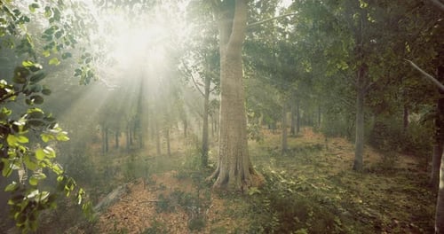Sunlight Filters Through the Trees in a Peaceful Forest Setting at Dawn