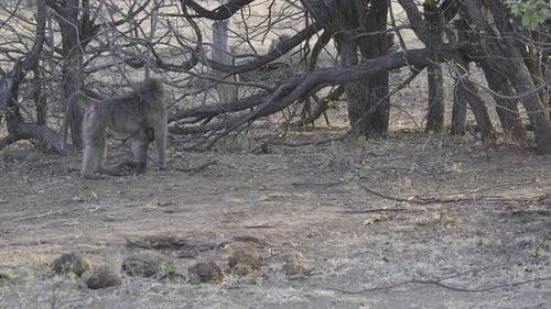 Babouin chacma (Papio ursinus) jeune, suspendu sur le ventre de la mère pendant l'allaitement