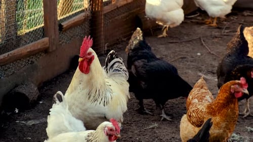 Chickens and Rooster in Rural Farmyard Coop