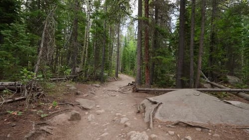 Quiet Woodland Forest Filled With Green Trees And Tranquil Outdoor Atmosphere