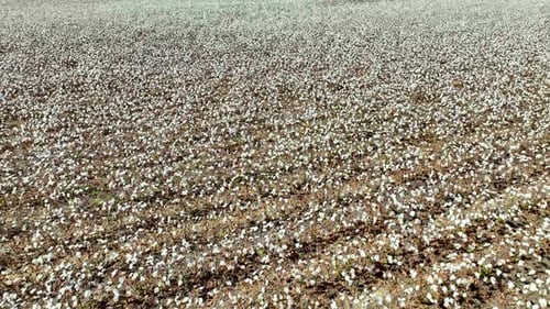 cotton field and plants near montgomery alabama