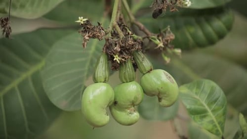 Close up of very raw cashews growing on tree. Static, shallow focus