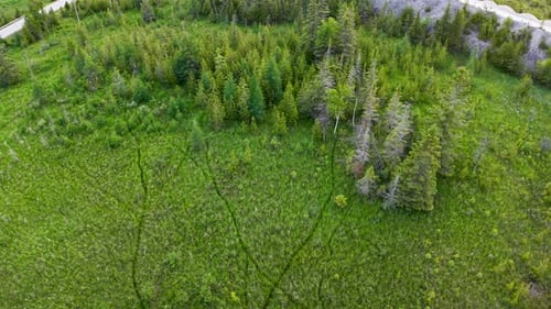 Aerial drone view of a lush green meadow bordering a dense conifer forest with scattered dead trees.