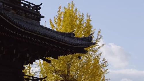 Slow pan over Japanese Pagoda with yellow autumn color tree against blue sky