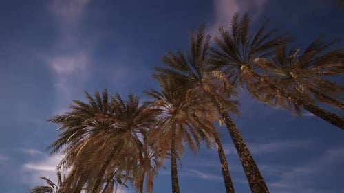 Swaying Palm Trees Against a Blue Sky Background