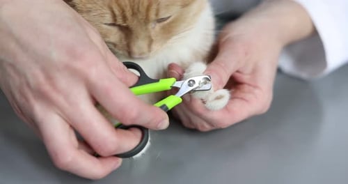 Vétérinaire coupant les ongles du chat avec une tondeuse à table, gros plan
