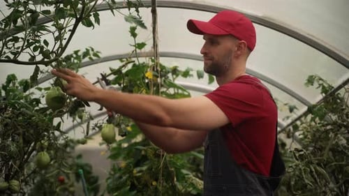 Farmer Tending to Tomato Plants in Greenhouse