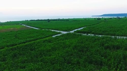 Campos de maíz Samota Indonesia. Zumbido aéreo de ángulo bajo a 60 fps
