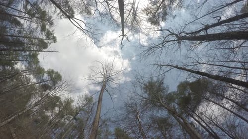 pine tree canopy forest sky time lapse spin rotation