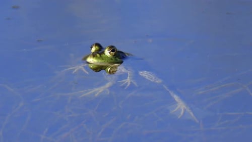 American Bullfrog Floating Then Diving