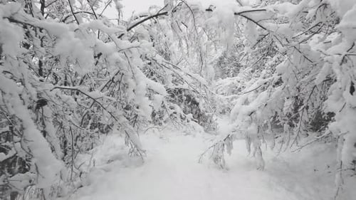 Snowfall In The Forest With White Plants