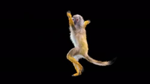 51 Monkey Dance 4K