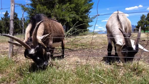 Goats Behind The Fences In A Farm And Eating Grass - Close Up, Panning