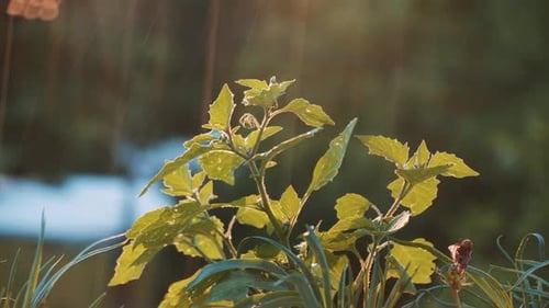 a garden plant illuminated by the setting sun. it is raining hard.
