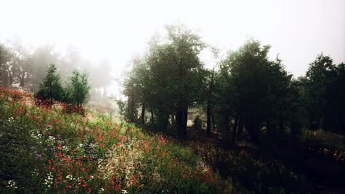 Nebeliger Sommermorgen in den Bergen