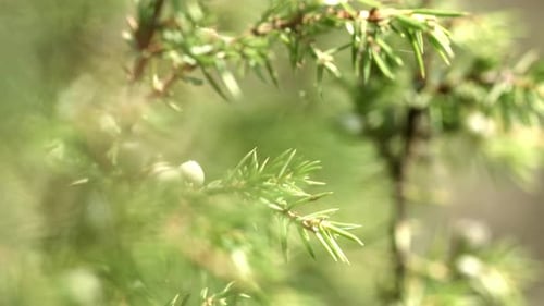 Green Branches Of Juniper With Unripe Fruits. Unripe Cone Berries Of Juniperus Communis In Forest...