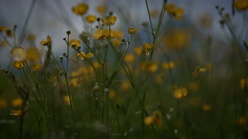 Colorful Vivid Spring Flowers Blooming on Wild Grass Field Outside