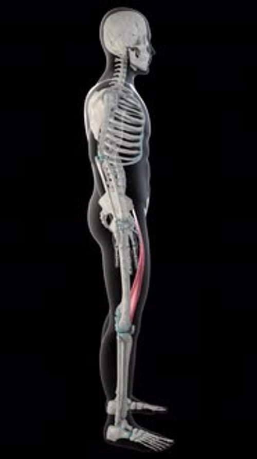 Sartorius Muscles On Whole Human Body Vertical Video