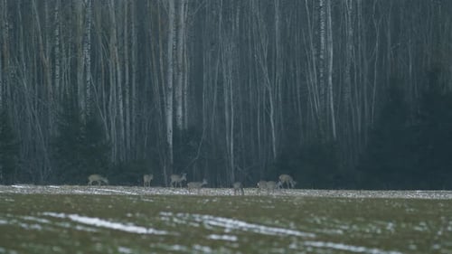 European roe deer flock eating on rape raps field in evening dusk