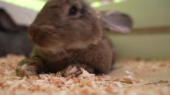 Dark Rabbits on the Farm, Vehicles Stock Footage ft. rabbit & fluffy ...