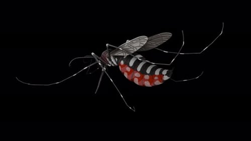 Aedes mosquito bloodsucker, rear view