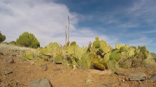 Ein 360-Grad-Schwenk-Zeitraffer zwischen den Kakteen, Felsen und Sand der Wüstenwildnis von Arizona