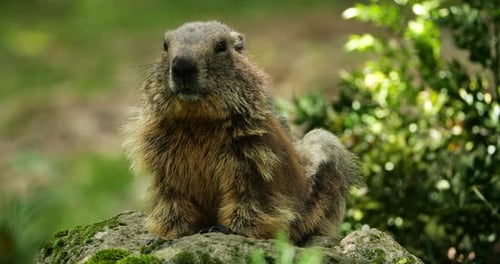 Murmeltiere, (mus marmota), Argeles Gazost, Hautes Pyrenäen, Frankreich