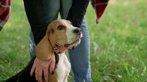 Tiny Beagle Puppy with His Owner on Green Lawn in Park