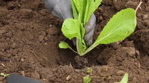Woman planting seedlings into soil with shovel outdoors, closeup