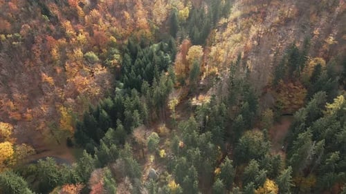 Aerial View of Autumn Forest with Colored Trees