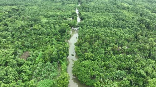 Vue aérienne du jardin de goyaves à Swarupkathi, Pirojpur, Bangladesh.