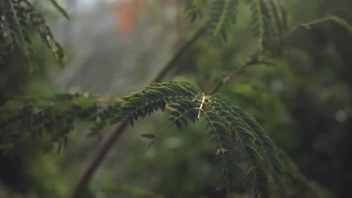 Fern Fronds Swaying in Golden Light