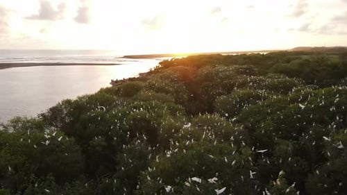Aerial view, flock of egrets. a group of great white egrets at the top of a mangrove tree near the b